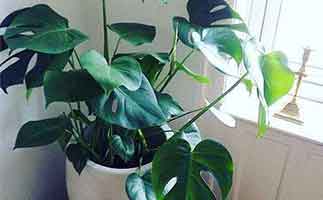 除甲醛植物排名，最有效的除甲醛植物是誰？