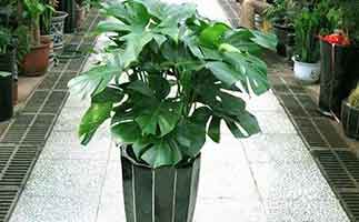 廣州除甲醛植物排名，最有效的植物到底是誰(shuí)？