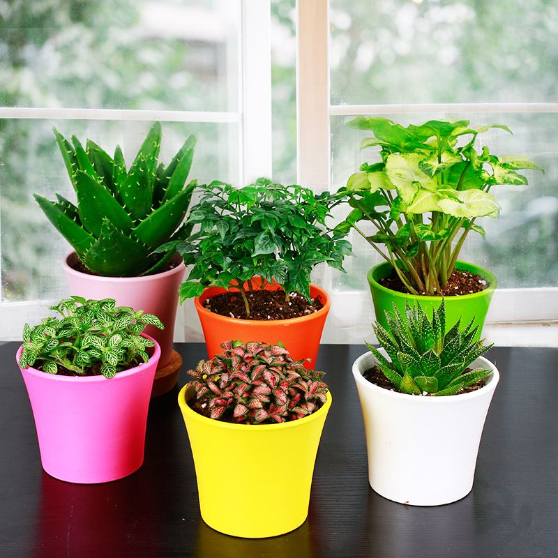 去甲醛的植物如何打理？