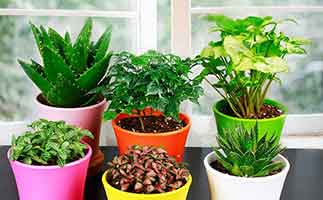 去甲醛的植物應(yīng)該如何打理？