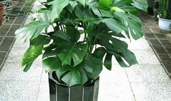 除甲醛植物去除甲醛的效果到底怎么樣？